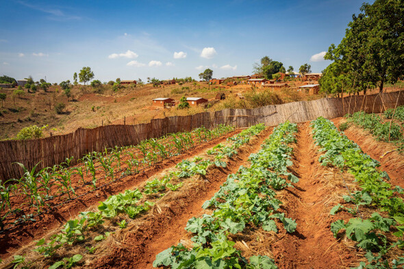 WHO to expand support for farmers to grow food instead of tobacco - Vimarsana News