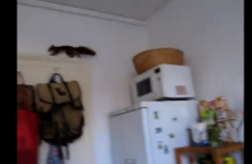 The best animal escape video you'll see today