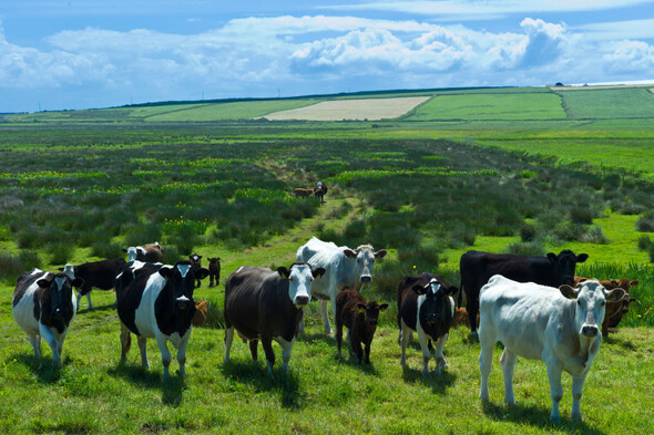 Agriculture Minister says farmers 'very much up for' scheme that would see reduction in dairy herd - Vimarsana News