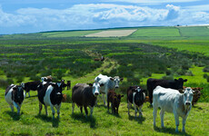 Agriculture Minister says farmers 'very much up for' scheme that would see reduction in dairy herd