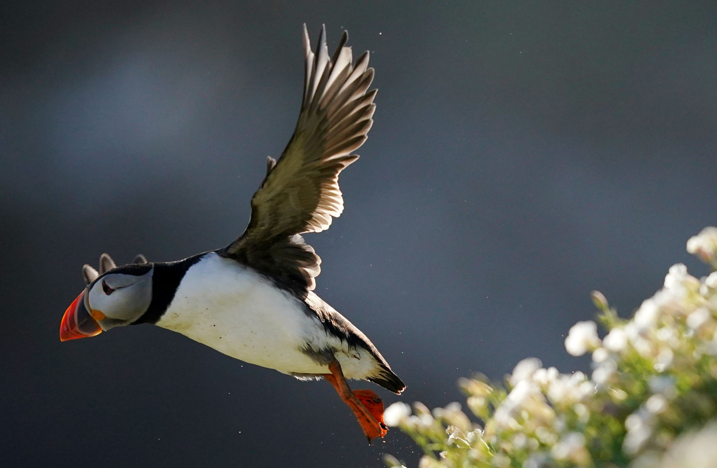 Ireland's puffin population may appear to be thriving, but more research needed, experts warn