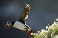 Ireland's puffin population may appear to be thriving, but more research needed, experts warn