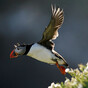Ireland's puffin population may appear to be thriving, but more research needed, experts warn