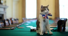 9 reasons why cats could rule Great Britain better than politicians