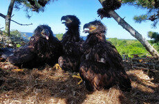 Conservationists welcome hatching of five new white-tailed eagle chicks in Clare