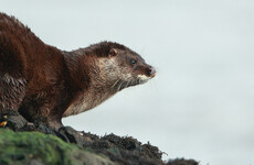 Wildlife service enlists the public's help for otter spotting project