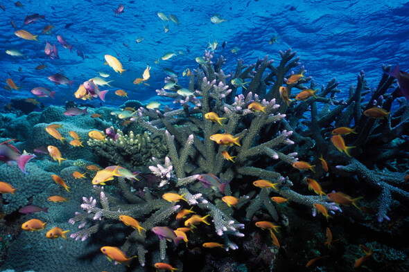UNESCO welcomes €2.75 billion Australian pledge to protect the Great Barrier Reef - Vimarsana News