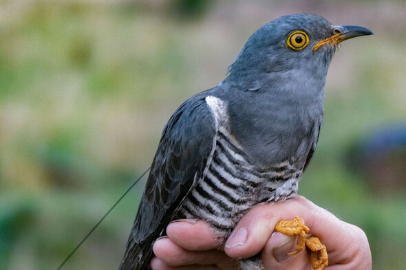 Tracking project aims to solve mystery of where Irish cuckoos migrate to in winter months - Vimarsana News