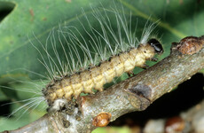 Invasive pest discovered in oak trees in Dublin, with public asked to report suspected sightings