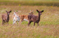 Phoenix Park reminds public to refrain from approaching or handling fawns during fawning season