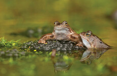 Finalists for RTE’s wildlife photography competition Eye on Nature announced