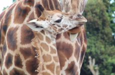 Fota wildlife park celebrates 40 year anniversary with announcement of newborn giraffe