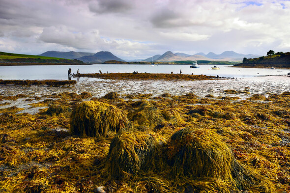 Rising ocean temperatures spell 'real threat' to fish species in Irish waters - Vimarsana News
