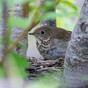 Deadlock over contentious Nature Restoration Law throws its fate into hands of EU Parliament
