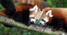 Baby Red Pandas Are Breaking Our Squeeometer