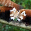 Baby Red Pandas Are Breaking Our Squeeometer