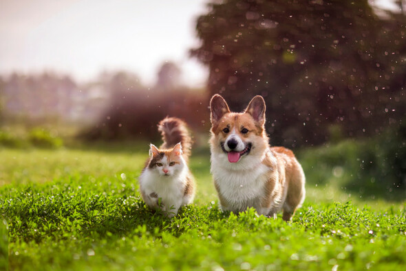 Dog behaviourist: You can learn to speak cat - here are some tips - Vimarsana News