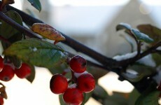 Poll: Has the bad weather forced you to change your plans for Christmas?