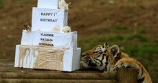 18 photos of animals with delicious cakes