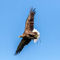 Investigation launched into 'disgraceful' poisoning of two white-tailed eagles in Antrim