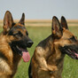 Two German Shepherds to be rehomed after avoiding destruction following attack on neighbour
