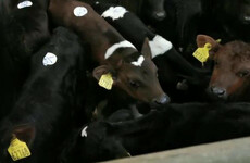 Analysis: The sight of a tiny calf crammed into a trailer on top of a pile of others is sickening