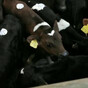Analysis: The sight of a tiny calf crammed into a trailer on top of a pile of others is sickening
