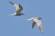 'Alarming and unprecedented' outbreak of bird flu impacting seabird colonies