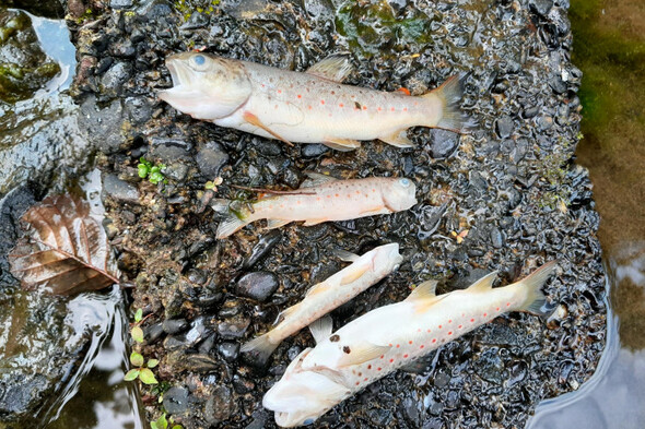 Investigation launched after at least 2,000 fish found dead in 'serious incident' in Cork - Vimarsana News