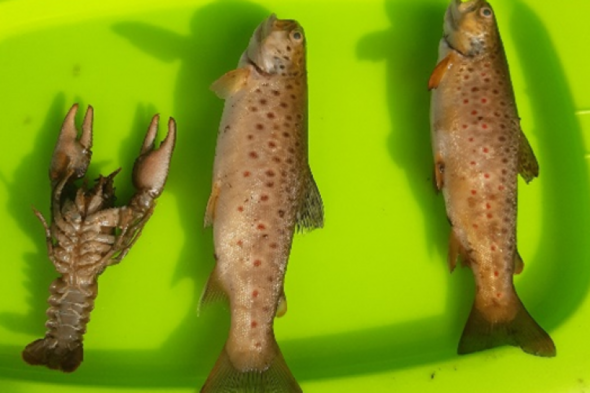 Uisce Éireann fined €5,000 for pollution that killed fish in the River Liffey - Vimarsana News