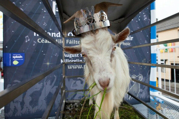 Amount of time spent by goat on raised platform during Puck Fair to be significantly reduced - Vimarsana News