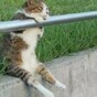VIDEOS: 6 Animals that think they're something else