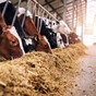 Pádraic Fogarty: 'Farmers' power has seeped like a smothering fog through Irish politics'