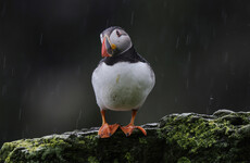 Puffins leaving Skellig Michael a few days early 'not a cause for concern'