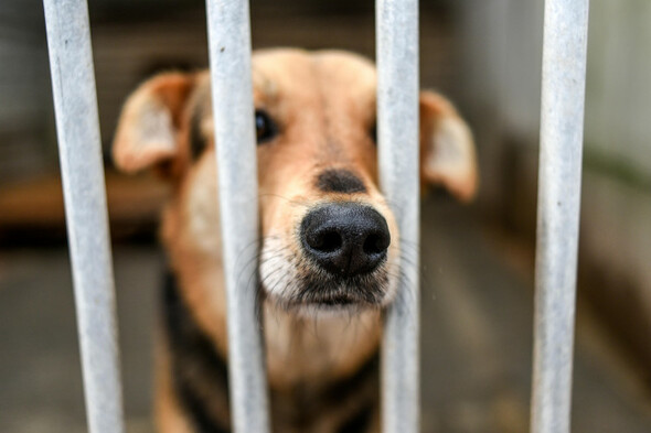 Number of dogs being put down in pounds doubled in a year - Vimarsana News