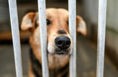 Number of dogs being put down in pounds doubled in a year