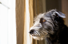 Dog behaviourist: A dog's separation anxiety is similar to a human's panic attack