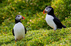 Quiz: How much do you know about Irish birds?