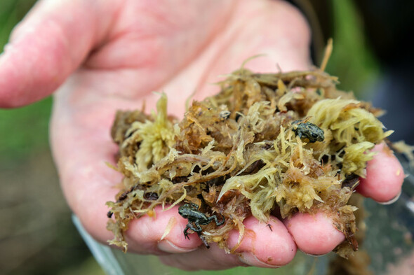 'The future of agriculture': 200 endangered natterjack toadlets released today in Co Kerry - Vimarsana News