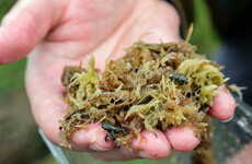 ‘The future of agriculture’: 200 endangered natterjack toadlets released today in Co Kerry