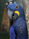 It's Friday so here's a slideshow of parrots from around the world!