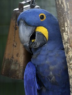 It's Friday so here's a slideshow of parrots from around the world!