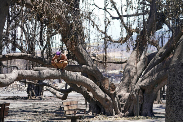 Hawaii starts investigation into wildfire handling as death toll hits 67 - Vimarsana News