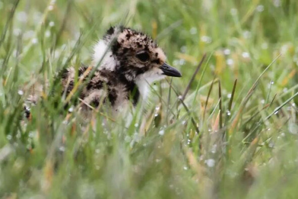 Conservation efforts result in endangered bird making a return to Co Down bog - Vimarsana News
