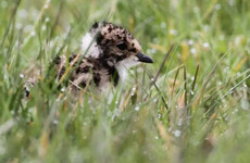 Conservation efforts result in endangered bird making a return to Co Down bog