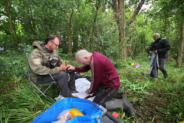 24 white-tailed eagle chicks released in Ireland this month - Vimarsana News