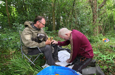 24 white-tailed eagle chicks released in Ireland this month