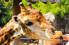 Dublin Zoo to add shelters to African animals' enclosure following inspection
