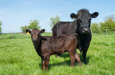 Two-thirds of suckler farmers open to cutting herd numbers, survey finds