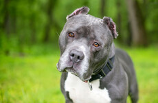 Stricter laws on ownership of dogs with cropped ears to be introduced in coming weeks